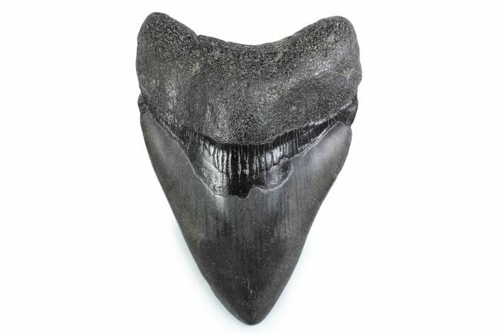 Fossil Megalodon Tooth - Georgia #338681